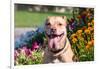 American Pit Bull in Flowers-Zandria Muench Beraldo-Framed Photographic Print