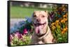 American Pit Bull in Flowers-Zandria Muench Beraldo-Framed Stretched Canvas