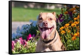 American Pit Bull in Flowers-Zandria Muench Beraldo-Framed Stretched Canvas