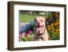 American Pit Bull in Flowers-Zandria Muench Beraldo-Framed Photographic Print