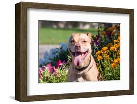 American Pit Bull in Flowers-Zandria Muench Beraldo-Framed Photographic Print