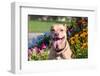 American Pit Bull in Flowers-Zandria Muench Beraldo-Framed Photographic Print