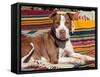 American Pit Bull Lying on Blankets-Zandria Muench Beraldo-Framed Stretched Canvas