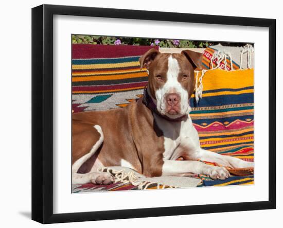 American Pit Bull Lying on Blankets-Zandria Muench Beraldo-Framed Premium Photographic Print