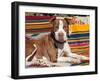 American Pit Bull Lying on Blankets-Zandria Muench Beraldo-Framed Premium Photographic Print