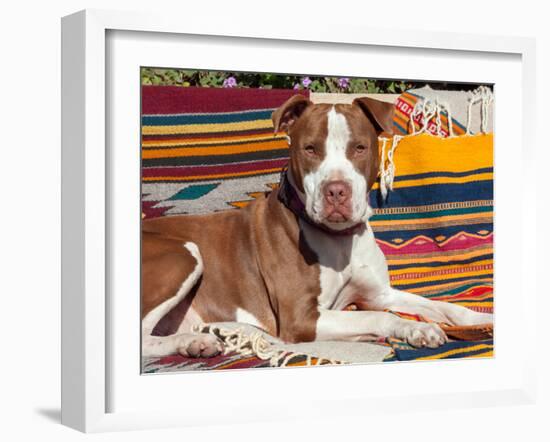 American Pit Bull Lying on Blankets-Zandria Muench Beraldo-Framed Premium Photographic Print