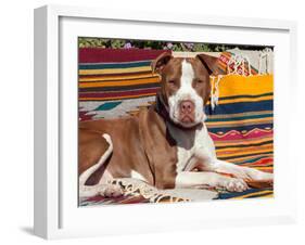 American Pit Bull Lying on Blankets-Zandria Muench Beraldo-Framed Premium Photographic Print