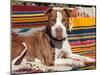 American Pit Bull Lying on Blankets-Zandria Muench Beraldo-Mounted Premium Photographic Print