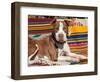 American Pit Bull Lying on Blankets-Zandria Muench Beraldo-Framed Photographic Print