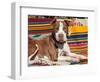 American Pit Bull Lying on Blankets-Zandria Muench Beraldo-Framed Photographic Print