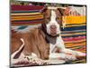 American Pit Bull Lying on Blankets-Zandria Muench Beraldo-Mounted Photographic Print