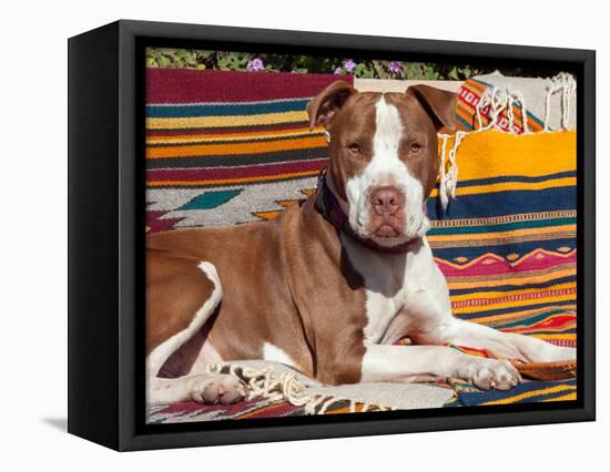 American Pit Bull Lying on Blankets-Zandria Muench Beraldo-Framed Stretched Canvas
