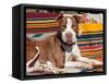 American Pit Bull Lying on Blankets-Zandria Muench Beraldo-Framed Stretched Canvas