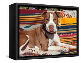 American Pit Bull Lying on Blankets-Zandria Muench Beraldo-Framed Stretched Canvas