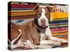 American Pit Bull Lying on Blankets-Zandria Muench Beraldo-Stretched Canvas