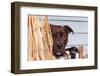 American Pit Bull Peeking at You-Zandria Muench Beraldo-Framed Photographic Print