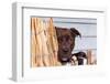 American Pit Bull Peeking at You-Zandria Muench Beraldo-Framed Photographic Print