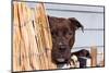 American Pit Bull Peeking at You-Zandria Muench Beraldo-Mounted Photographic Print