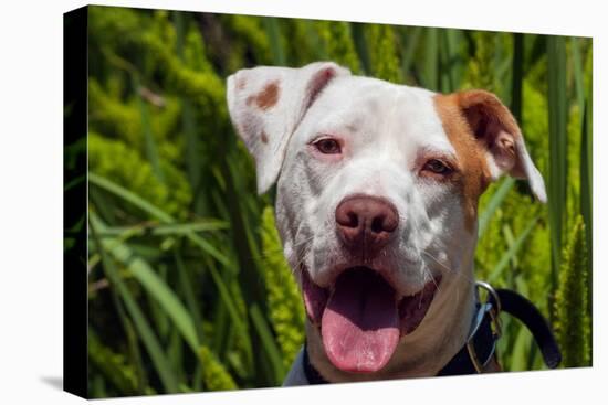 American Pit Bull Portrait-Zandria Muench Beraldo-Stretched Canvas