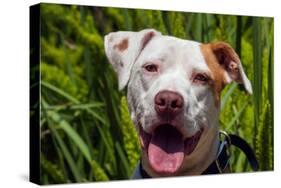 American Pit Bull Portrait-Zandria Muench Beraldo-Stretched Canvas