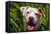 American Pit Bull Portrait-Zandria Muench Beraldo-Framed Stretched Canvas