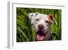 American Pit Bull Portrait-Zandria Muench Beraldo-Framed Photographic Print