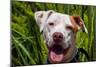 American Pit Bull Portrait-Zandria Muench Beraldo-Mounted Photographic Print