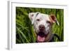 American Pit Bull Portrait-Zandria Muench Beraldo-Framed Photographic Print