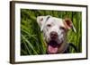 American Pit Bull Portrait-Zandria Muench Beraldo-Framed Photographic Print