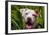 American Pit Bull Portrait-Zandria Muench Beraldo-Framed Photographic Print