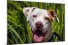 American Pit Bull Portrait-Zandria Muench Beraldo-Mounted Photographic Print