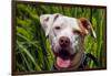 American Pit Bull Portrait-Zandria Muench Beraldo-Framed Photographic Print