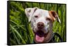 American Pit Bull Portrait-Zandria Muench Beraldo-Framed Stretched Canvas