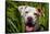 American Pit Bull Portrait-Zandria Muench Beraldo-Framed Stretched Canvas