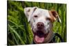 American Pit Bull Portrait-Zandria Muench Beraldo-Stretched Canvas