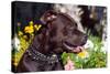 American Pit Bull Portrait-Zandria Muench Beraldo-Stretched Canvas