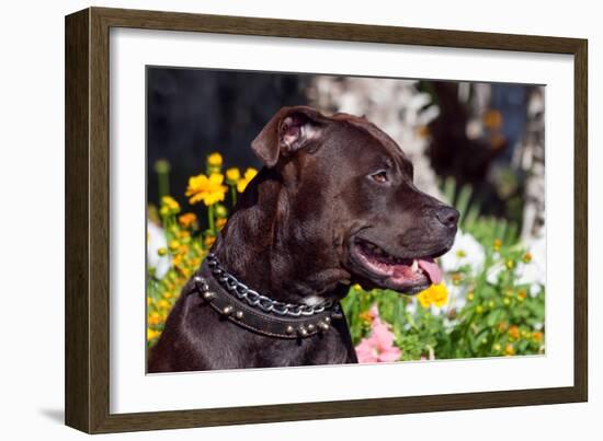 American Pit Bull Portrait-Zandria Muench Beraldo-Framed Photographic Print