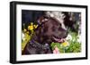 American Pit Bull Portrait-Zandria Muench Beraldo-Framed Photographic Print