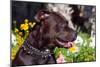 American Pit Bull Portrait-Zandria Muench Beraldo-Mounted Photographic Print