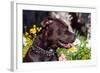 American Pit Bull Portrait-Zandria Muench Beraldo-Framed Photographic Print