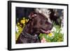 American Pit Bull Portrait-Zandria Muench Beraldo-Framed Photographic Print