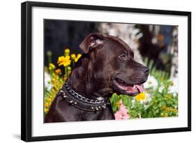 American Pit Bull Portrait-Zandria Muench Beraldo-Framed Photographic Print