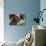 American Pit Bull Portrait-Zandria Muench Beraldo-Mounted Photographic Print displayed on a wall