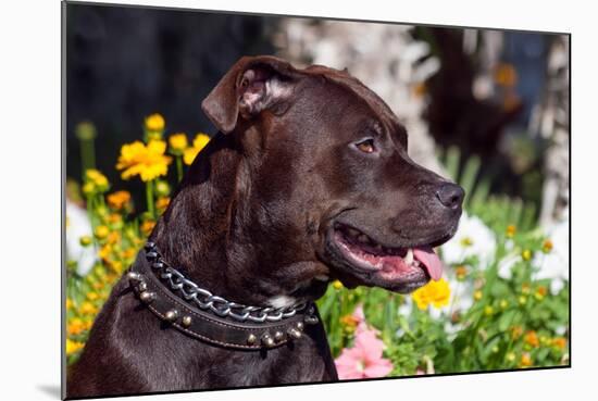 American Pit Bull Portrait-Zandria Muench Beraldo-Mounted Photographic Print