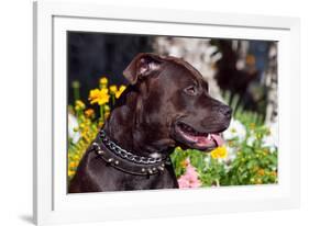 American Pit Bull Portrait-Zandria Muench Beraldo-Framed Photographic Print