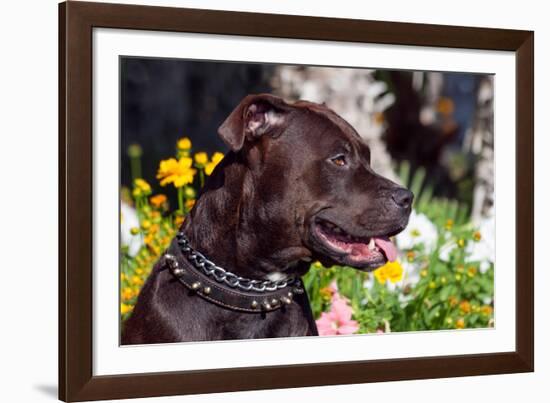 American Pit Bull Portrait-Zandria Muench Beraldo-Framed Photographic Print