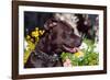 American Pit Bull Portrait-Zandria Muench Beraldo-Framed Photographic Print