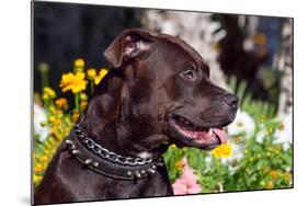 American Pit Bull Portrait-Zandria Muench Beraldo-Mounted Photographic Print