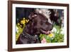 American Pit Bull Portrait-Zandria Muench Beraldo-Framed Photographic Print