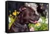 American Pit Bull Portrait-Zandria Muench Beraldo-Framed Stretched Canvas